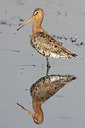 BUITEN BEELD Foto: 53598