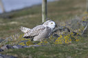 BUITEN BEELD Foto: 53599