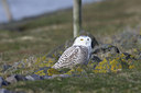 BUITEN BEELD Foto: 53600