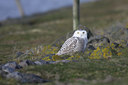 BUITEN BEELD Foto: 53603