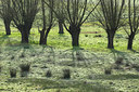 BUITEN BEELD Foto: 53675