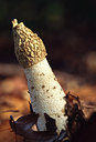 BUITEN BEELD Foto: 53820