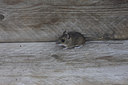 BUITEN BEELD Foto: 53843