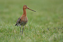 BUITEN BEELD Foto: 53845
