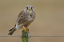 BUITEN BEELD Foto: 53857