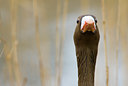 BUITEN BEELD Foto: 53906