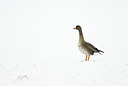 BUITEN BEELD Foto: 53907