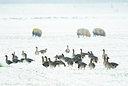 BUITEN BEELD Foto: 53908