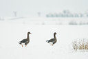 BUITEN BEELD Foto: 53910