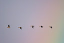 BUITEN BEELD Foto: 53912