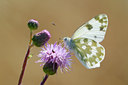 BUITEN BEELD Foto: 53919