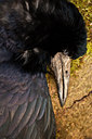 BUITEN BEELD Foto: 53925