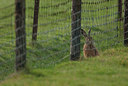 BUITEN BEELD Foto: 53946