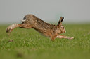 BUITEN BEELD Foto: 53948
