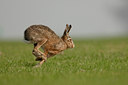 BUITEN BEELD Foto: 53949