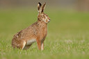 BUITEN BEELD Foto: 53952