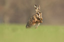 BUITEN BEELD Foto: 53966