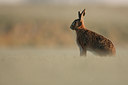 BUITEN BEELD Foto: 53992