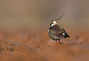 BUITEN BEELD Foto: 53993