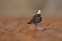 BUITEN BEELD Foto: 53995