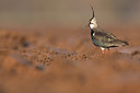 BUITEN BEELD Foto: 53996