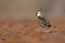 BUITEN BEELD Foto: 53997