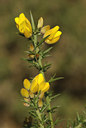BUITEN BEELD Foto: 54025