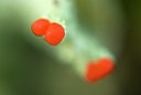 BUITEN BEELD Foto: 54038