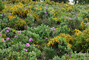 BUITEN BEELD Foto: 54092