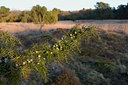 BUITEN BEELD Foto: 54125