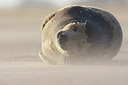 BUITEN BEELD Foto: 54164