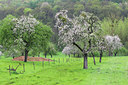 BUITEN BEELD Foto: 54240