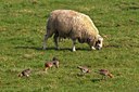 BUITEN BEELD Foto: 54328