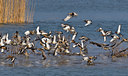 BUITEN BEELD Foto: 54332