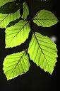 BUITEN BEELD Foto: 54334