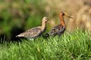 BUITEN BEELD Foto: 54336