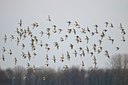 BUITEN BEELD Foto: 54339