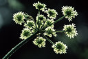 BUITEN BEELD Foto: 54379