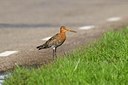 BUITEN BEELD Foto: 54381