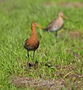 BUITEN BEELD Foto: 54386