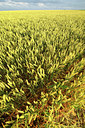 BUITEN BEELD Foto: 54388