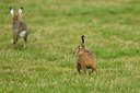 BUITEN BEELD Foto: 54392