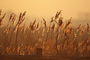 BUITEN BEELD Foto: 54401