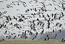 BUITEN BEELD Foto: 54411