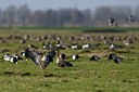 BUITEN BEELD Foto: 54429