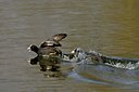 BUITEN BEELD Foto: 54431