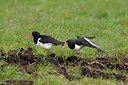 BUITEN BEELD Foto: 54437
