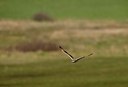 BUITEN BEELD Foto: 54441