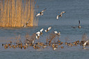 BUITEN BEELD Foto: 54456