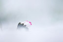BUITEN BEELD Foto: 54511